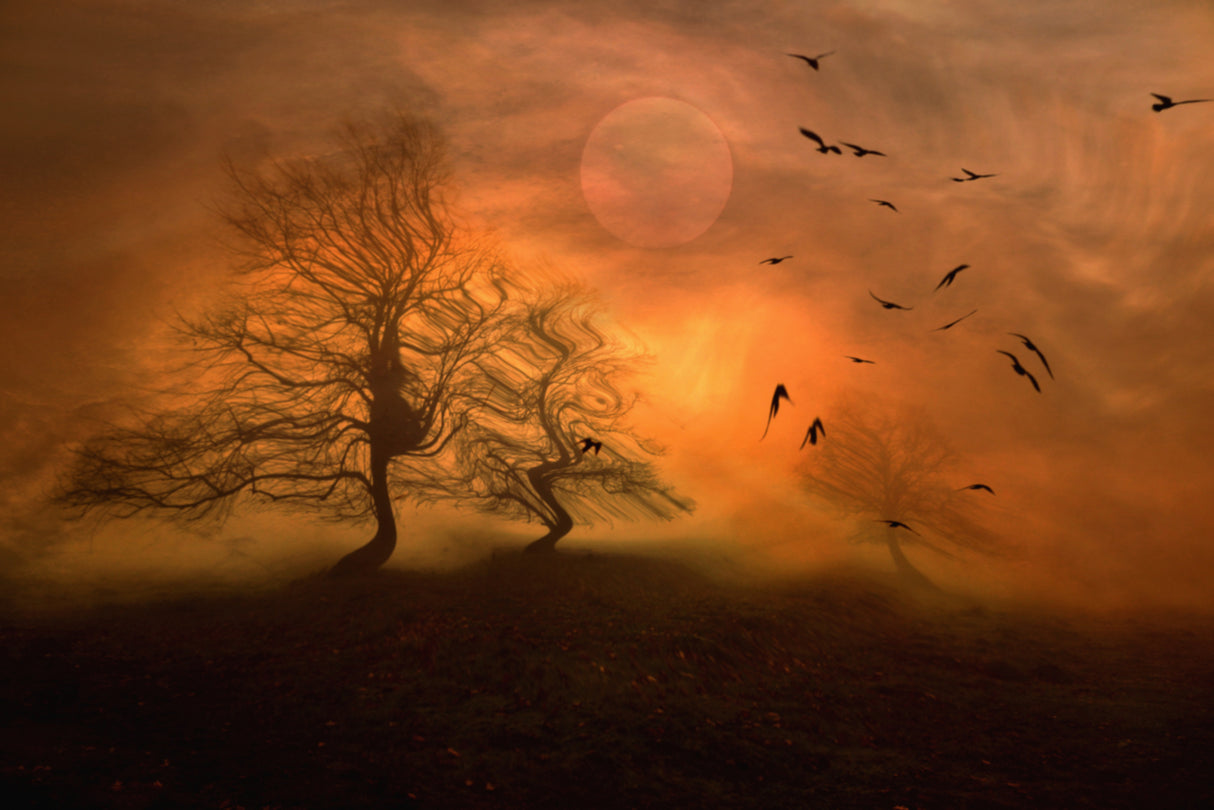 Mysterious Morning... Poster och Canvastavla
