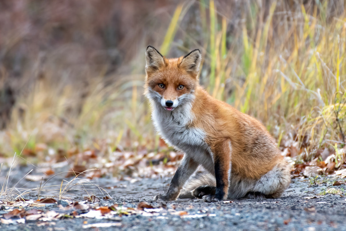Stunned fox Poster och Canvastavla