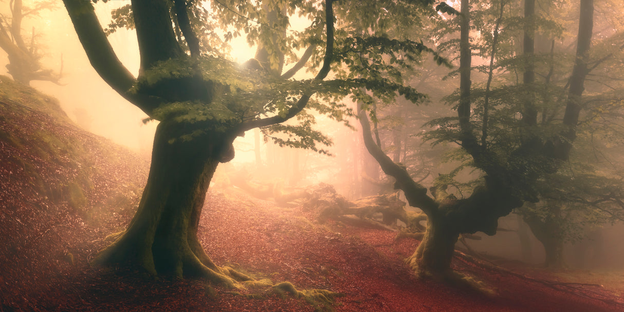 Fangorn forest Poster och Canvastavla