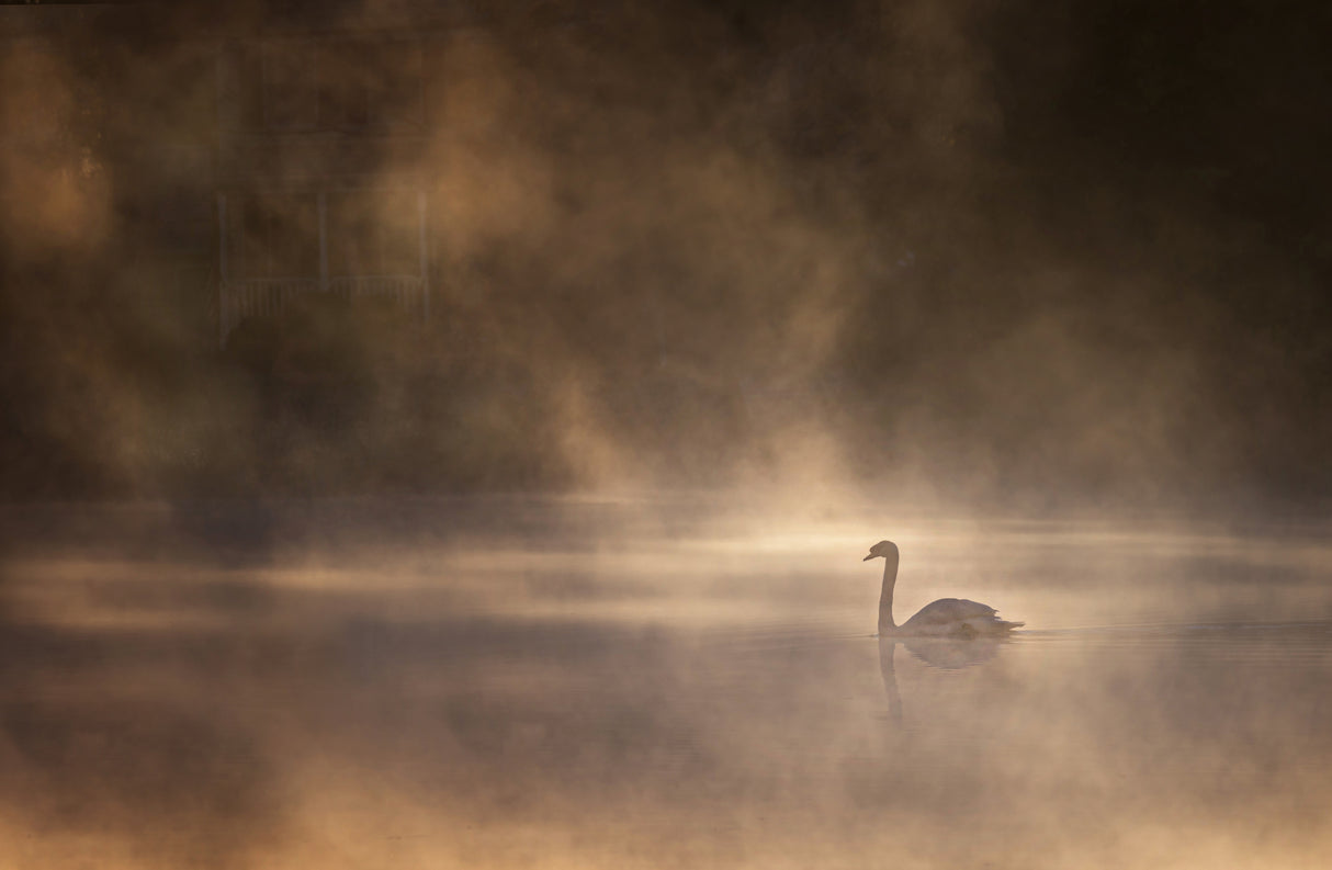 Foggy morning Poster och Canvastavla