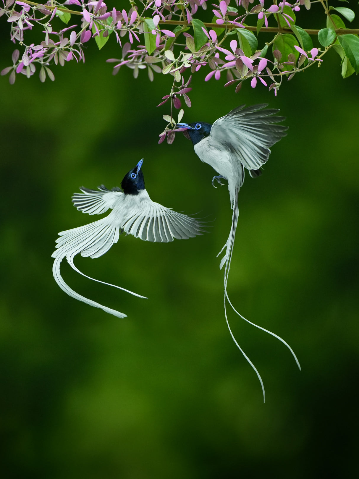 Seriwang Asia Bird Poster och Canvastavla