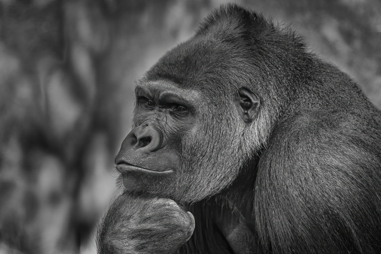 The thinker Poster och Canvastavla