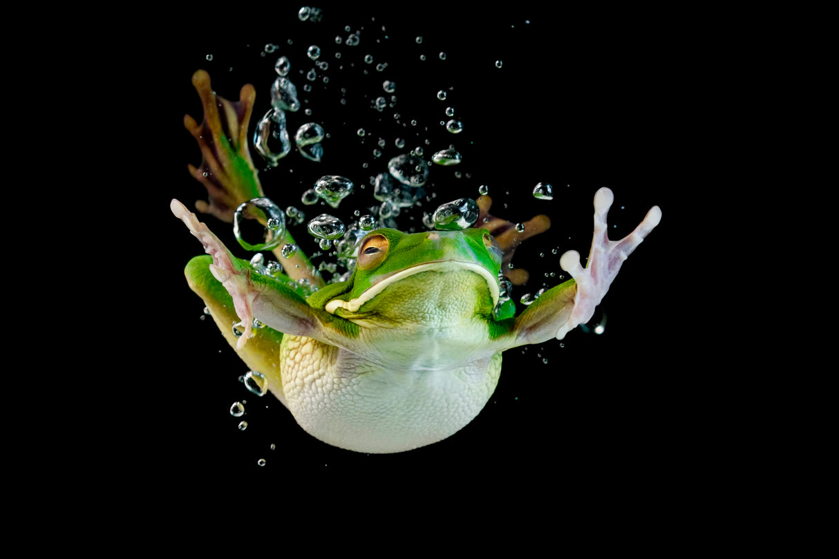 Diving Poster och Canvastavla