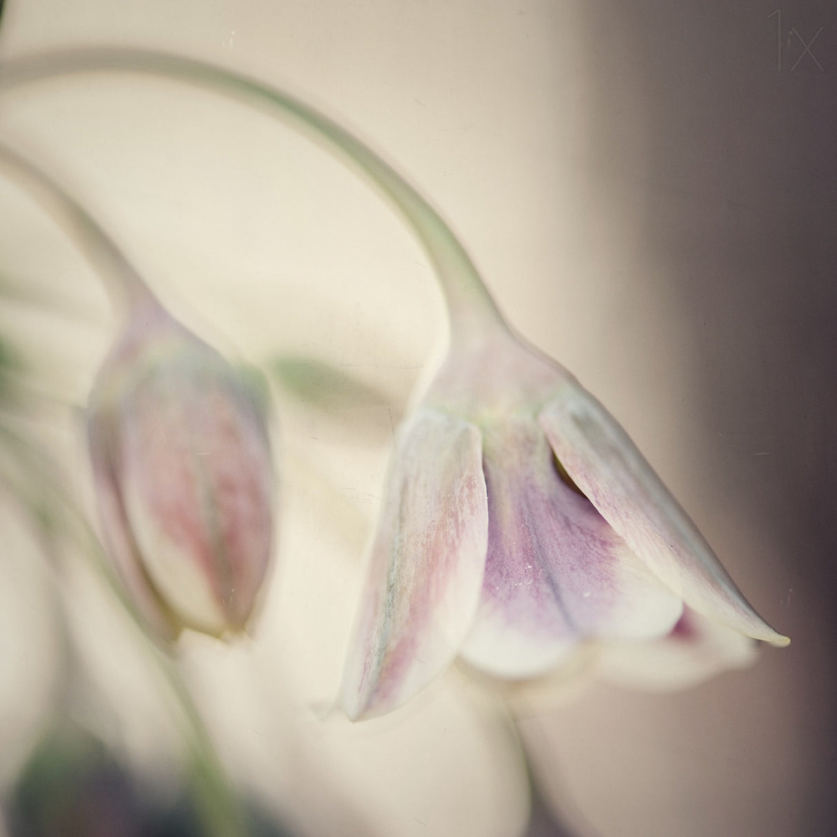 Soft shades of pink Poster och Canvastavla