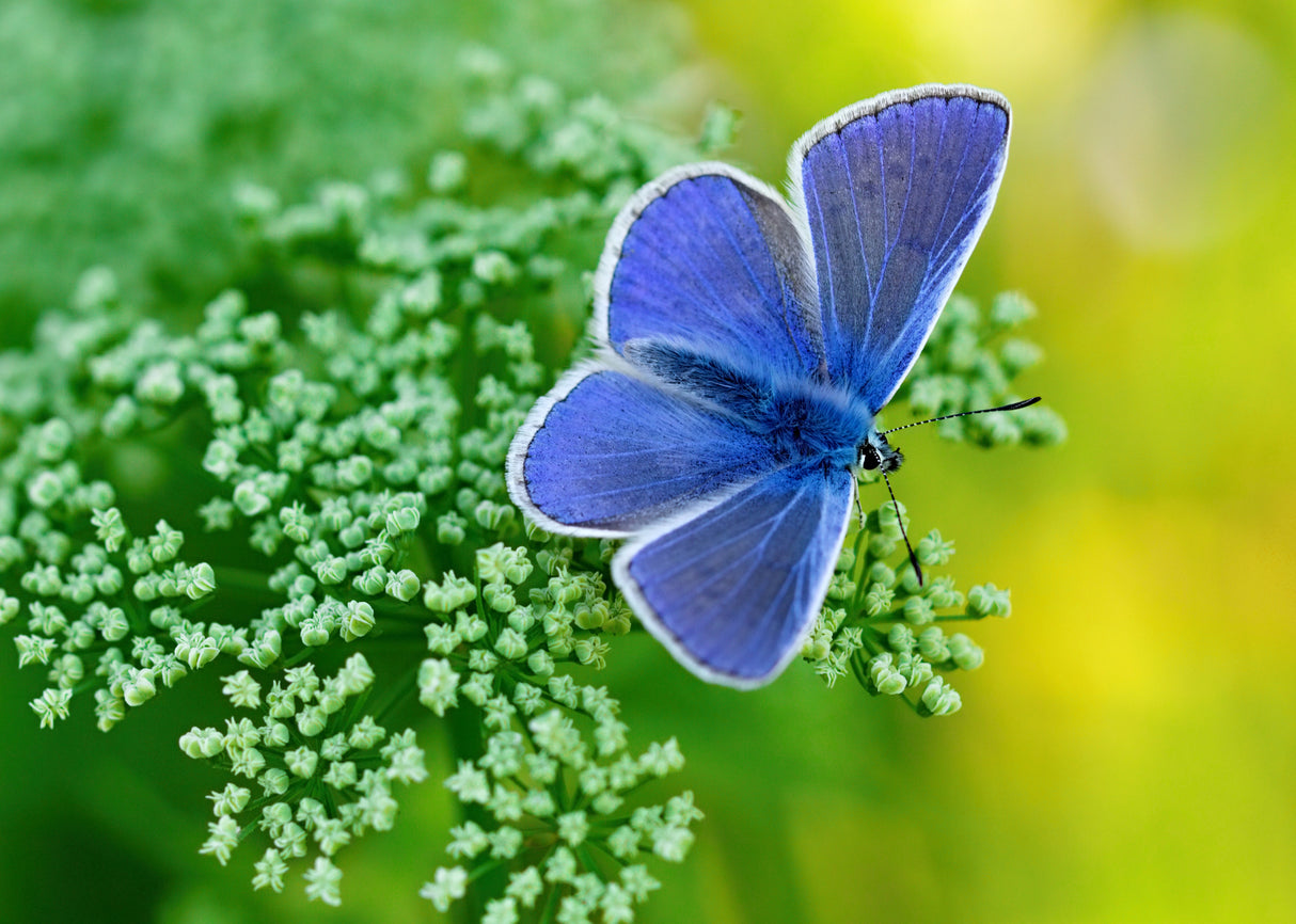 Blue Butterfly 2 Poster och Canvastavla