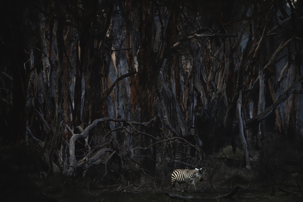 Walking in a dead forest Poster och Canvastavla