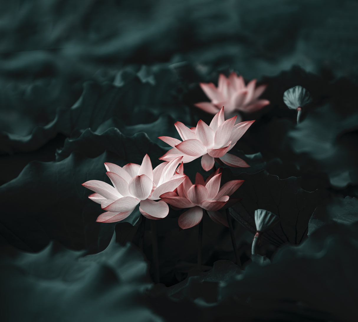 Lotus Poster och Canvastavla