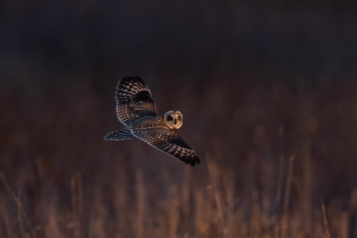 Short-eared Owl Poster och Canvastavla