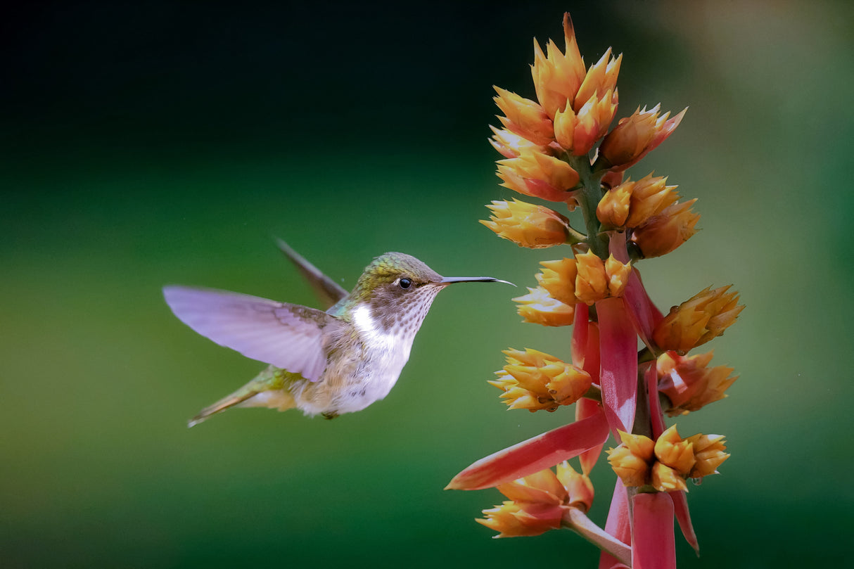 Hummingbird Poster och Canvastavla
