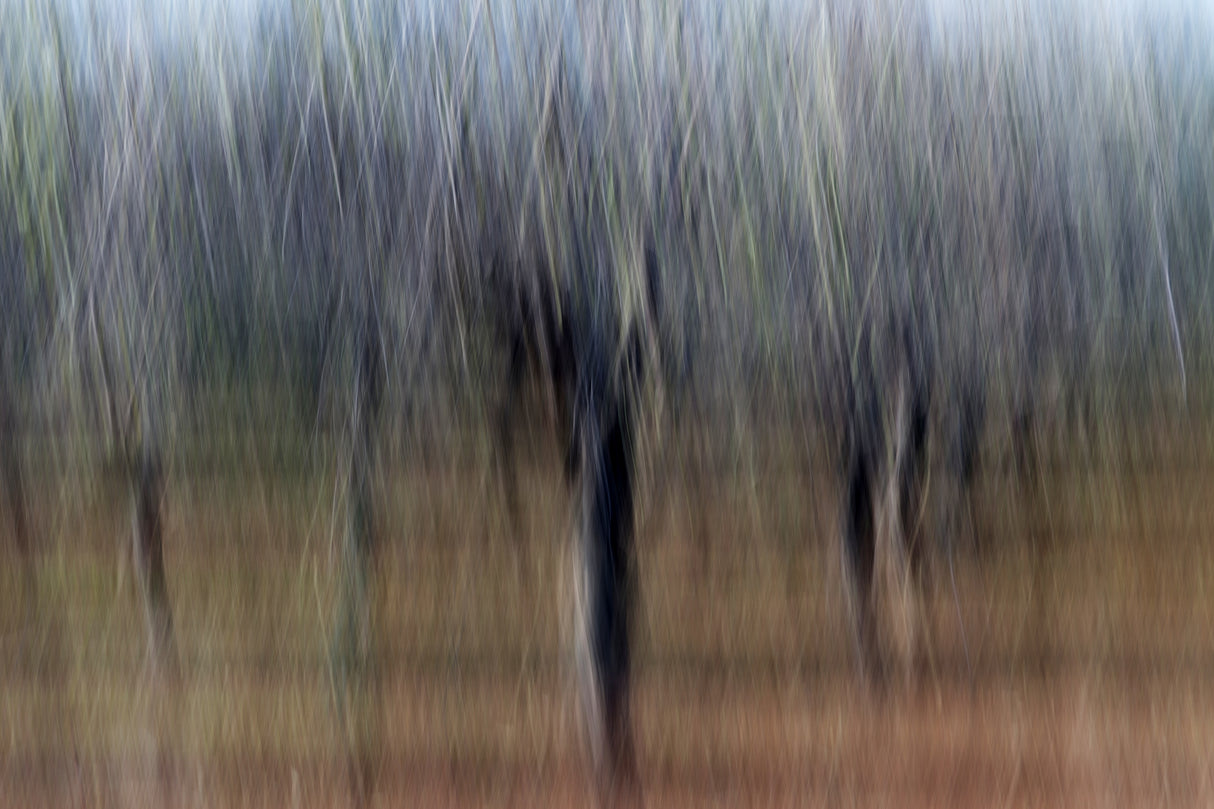 Trees in Abstract Poster och Canvastavla