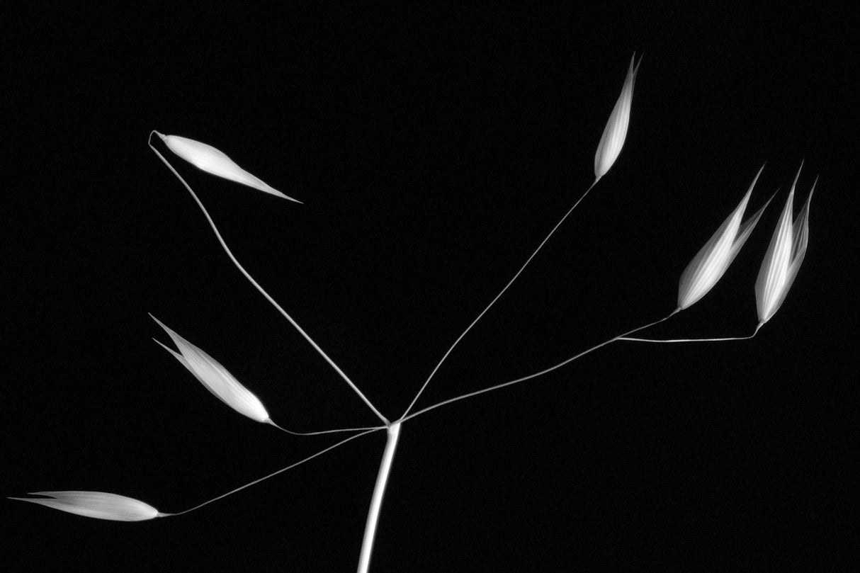 Light and simplicity Poster och Canvastavla