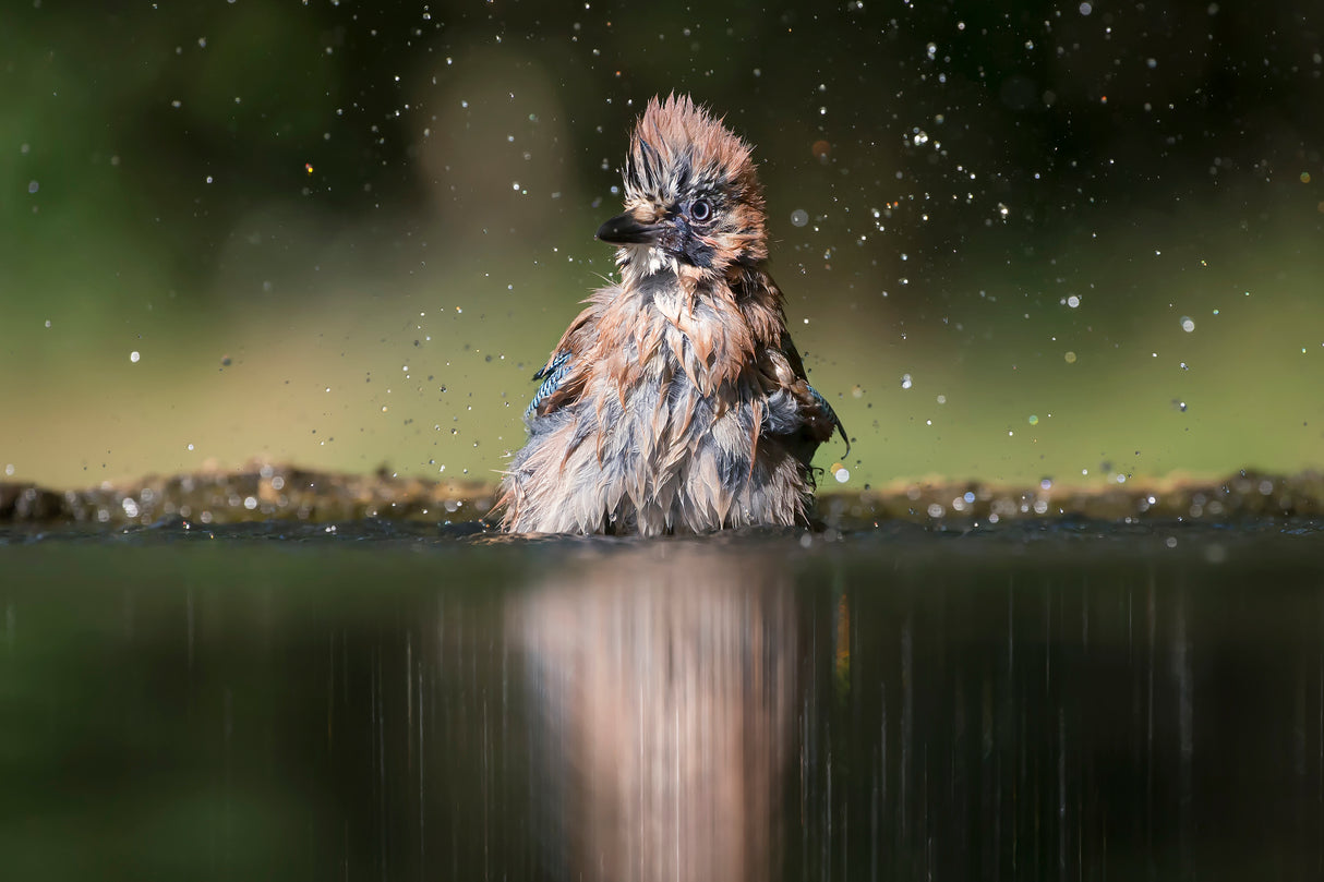 Showering Poster och Canvastavla