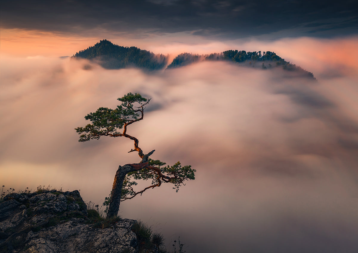 Bonsai Poster och Canvastavla