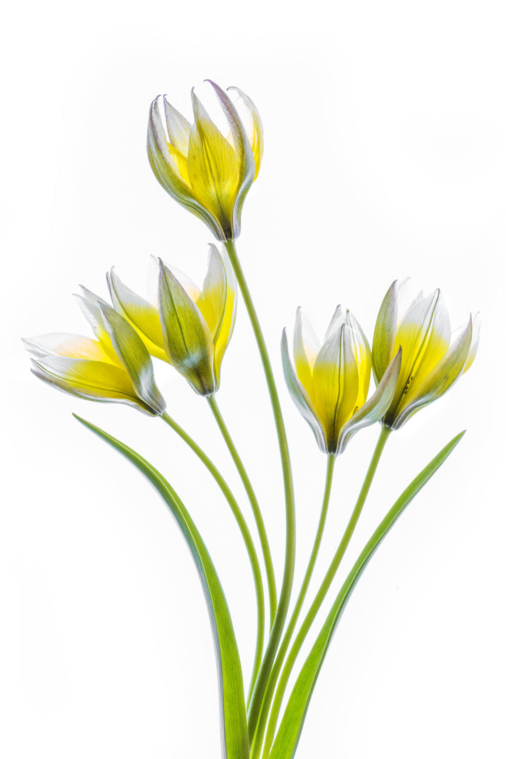Tulipa Poster och Canvastavla