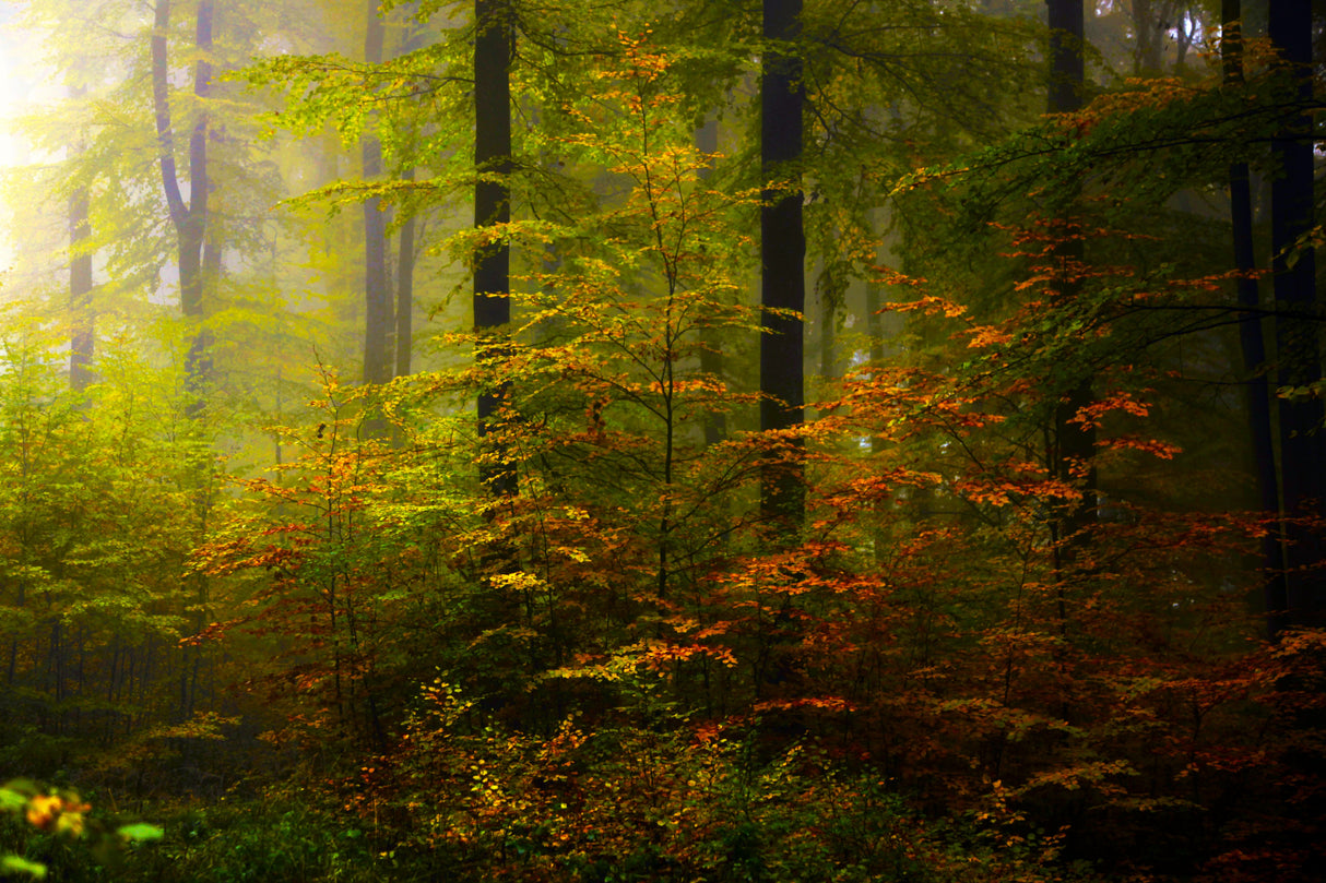 AUTUMN COLORS Poster och Canvastavla