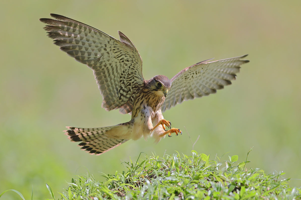 Common Kestrel Poster och Canvastavla