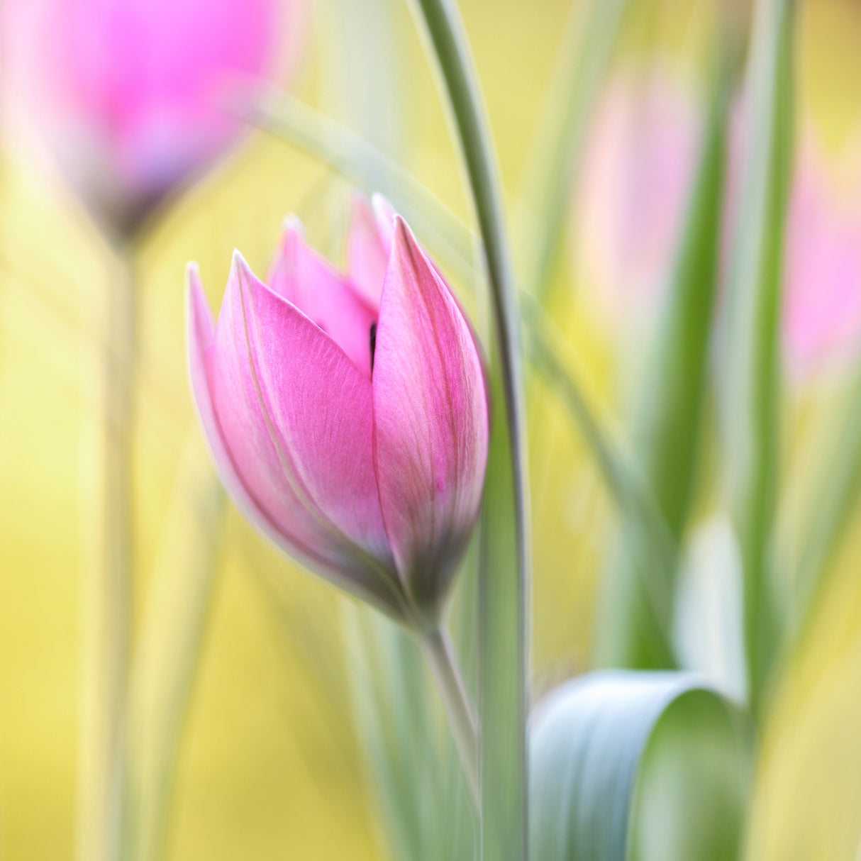 Tulip Poster och Canvastavla