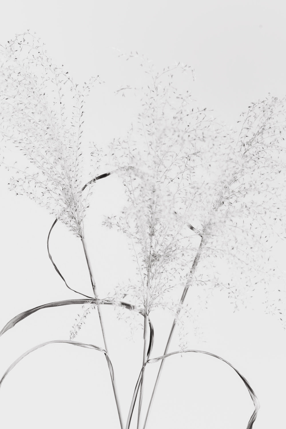 Dried Grass_black&white Poster och Canvastavla