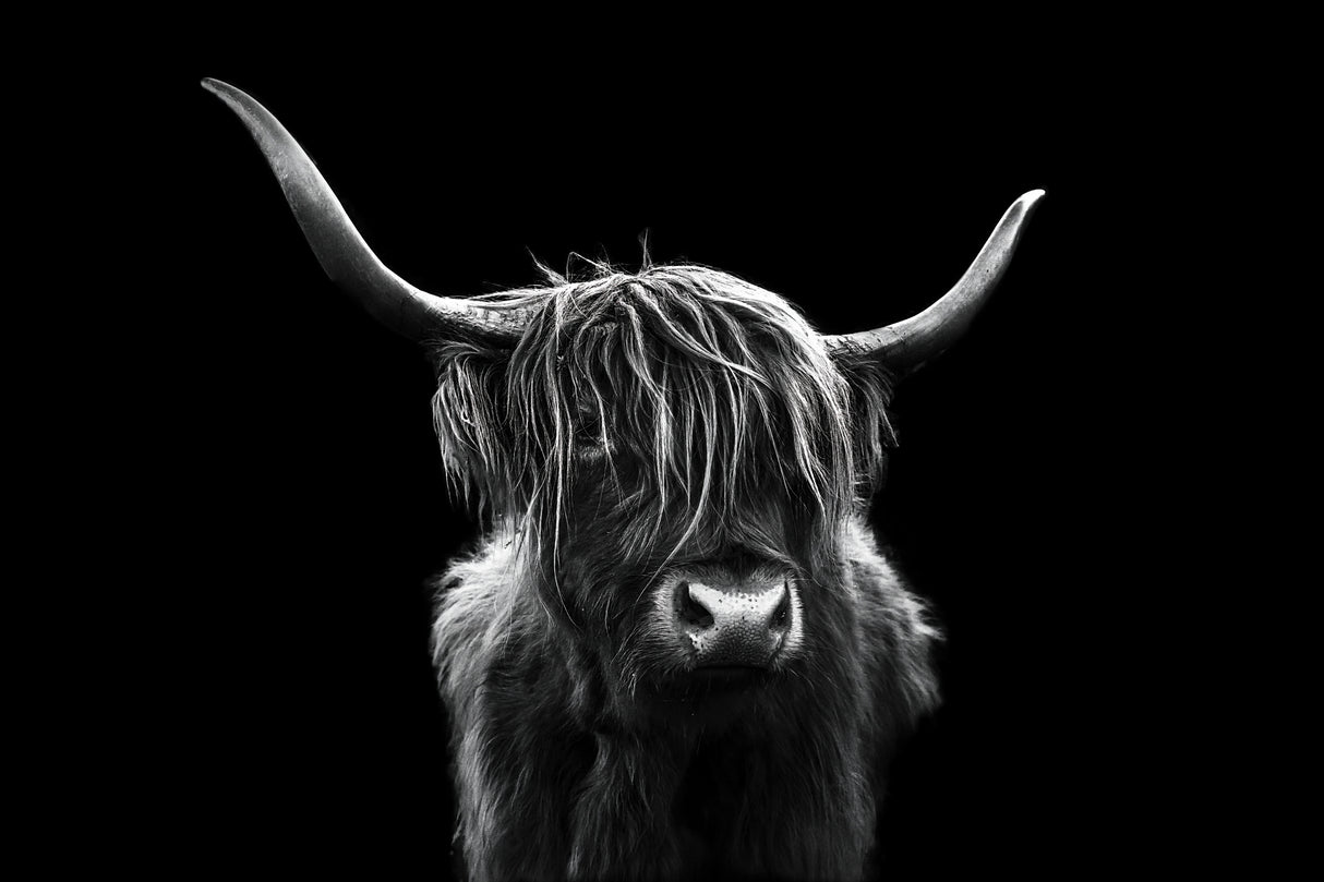 Long hair cattle Poster och Canvastavla