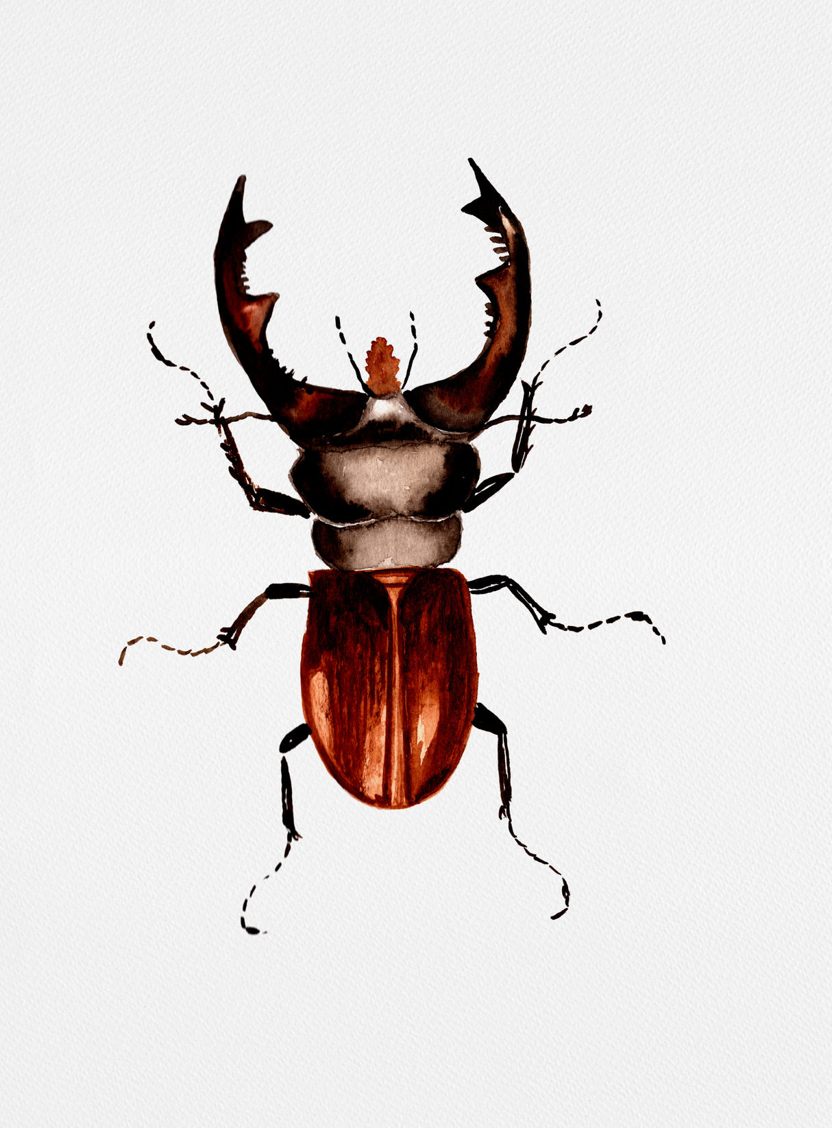 Stag beetle or Lucanus cervus Poster och Canvastavla