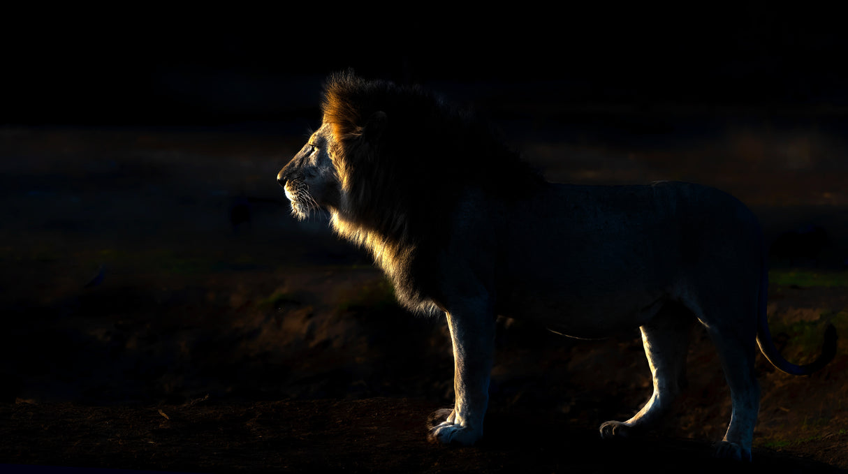 The King in the very early morning Poster och Canvastavla