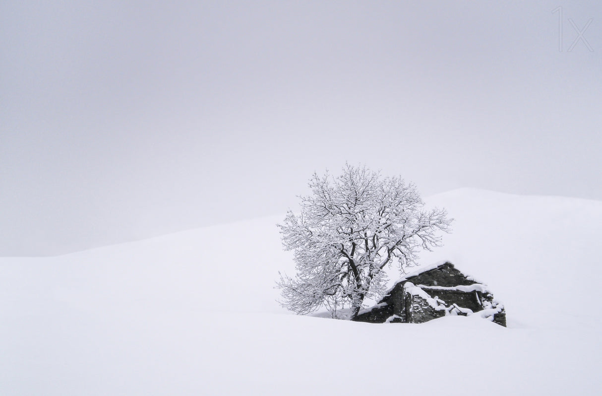 In the snow Poster och Canvastavla