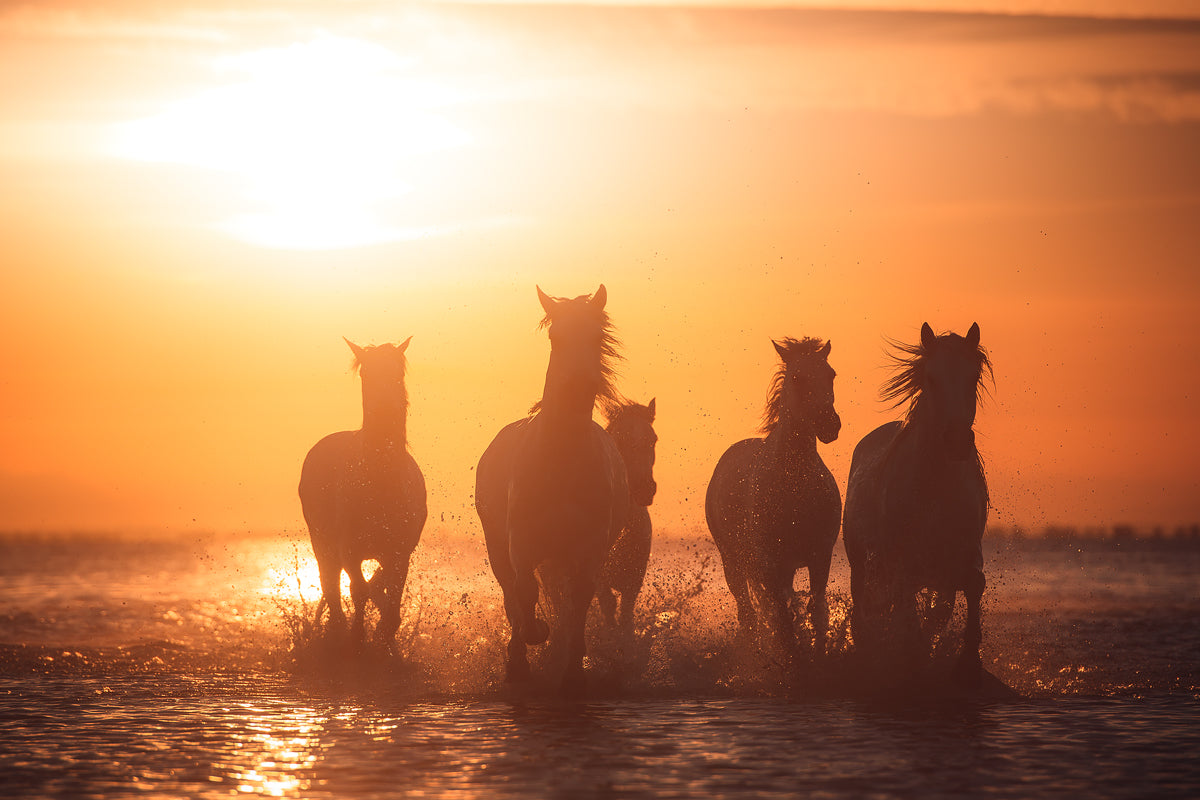 Camargue angels Poster och Canvastavla