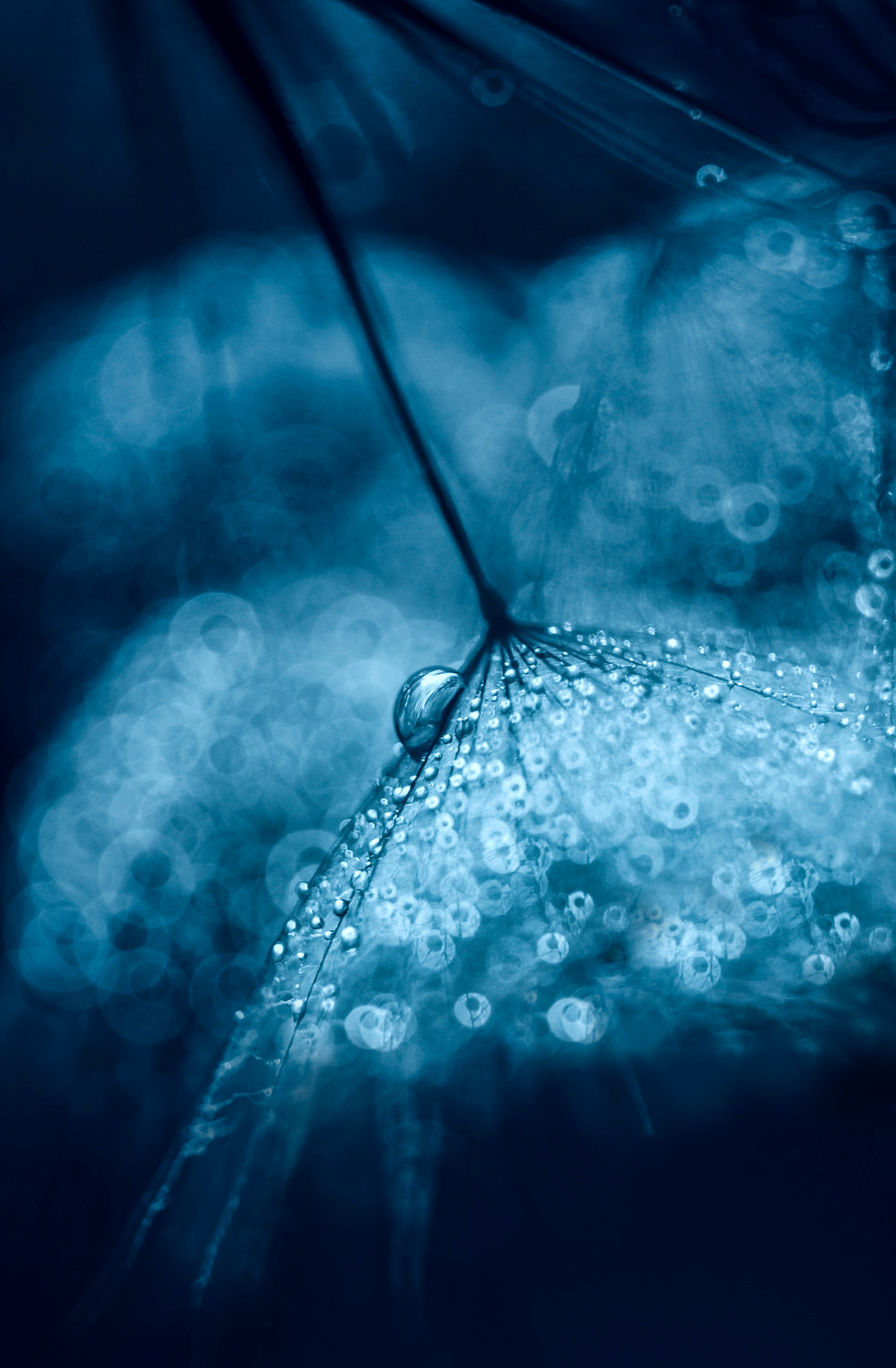 Blue Poster och Canvastavla