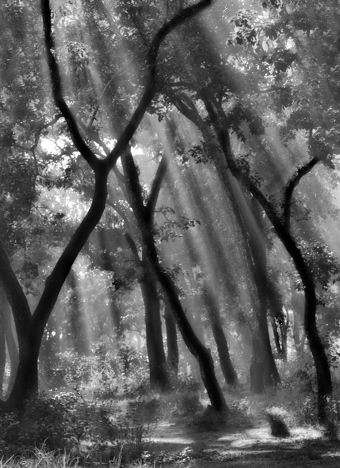 Enchanted forest ... Poster och Canvastavla