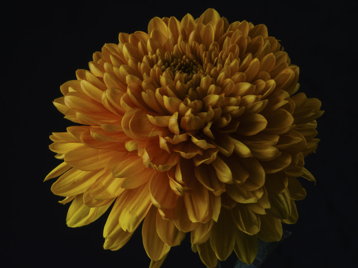 macro shot of a beautiful yellow flower Poster och Canvastavla