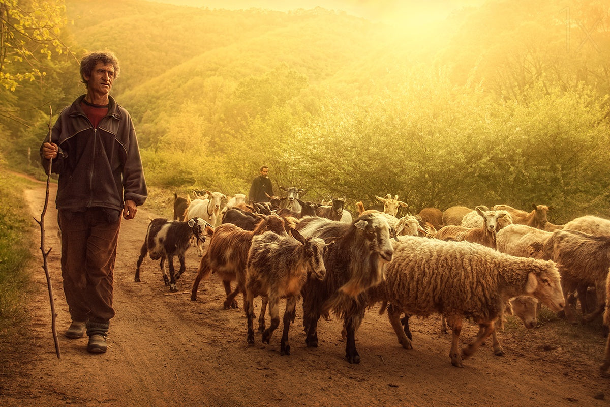 Shepherd Poster och Canvastavla