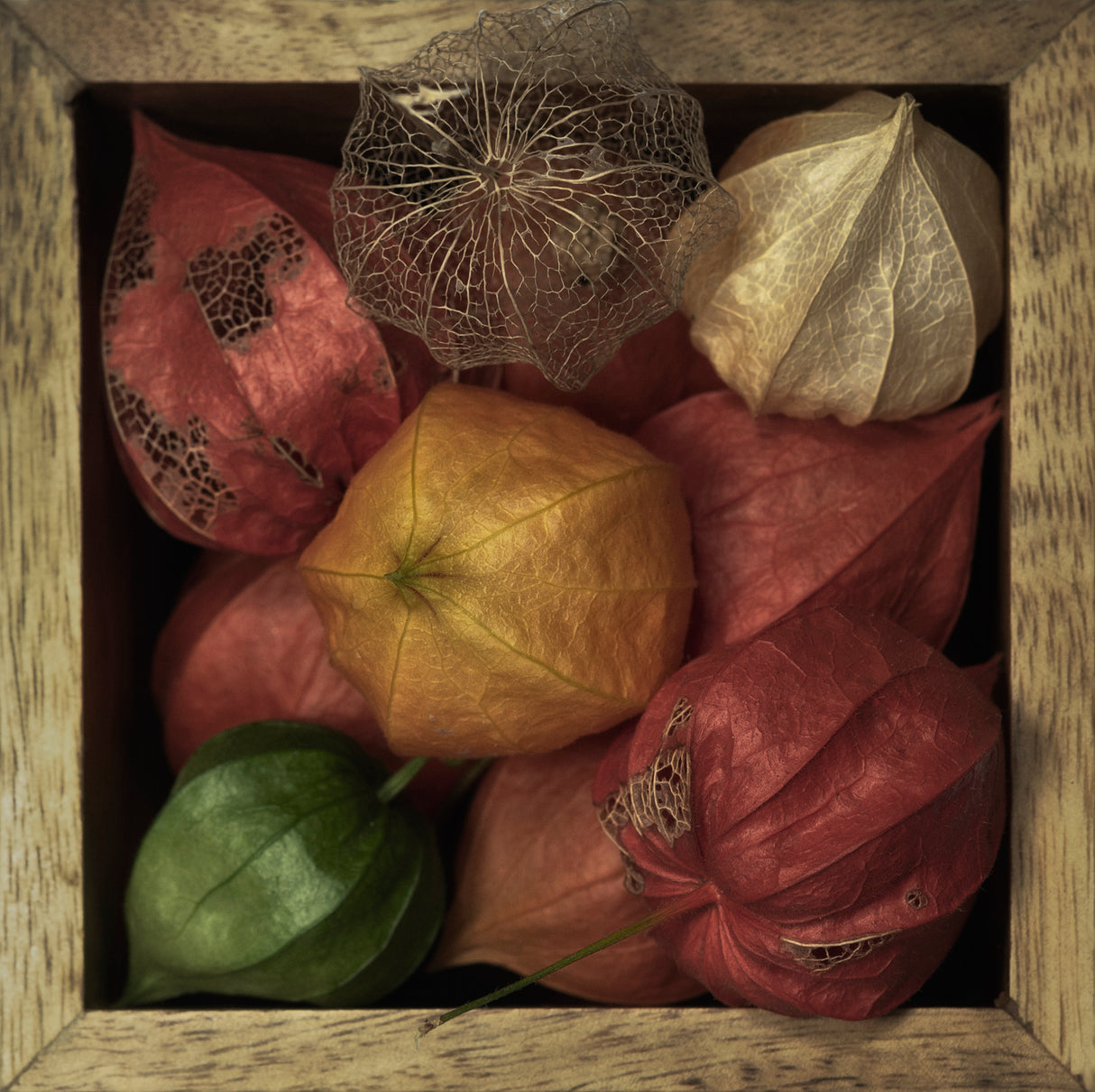 Physalis alkekengi in a box Poster och Canvastavla