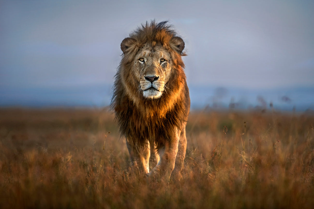 Lion Close Up Poster och Canvastavla