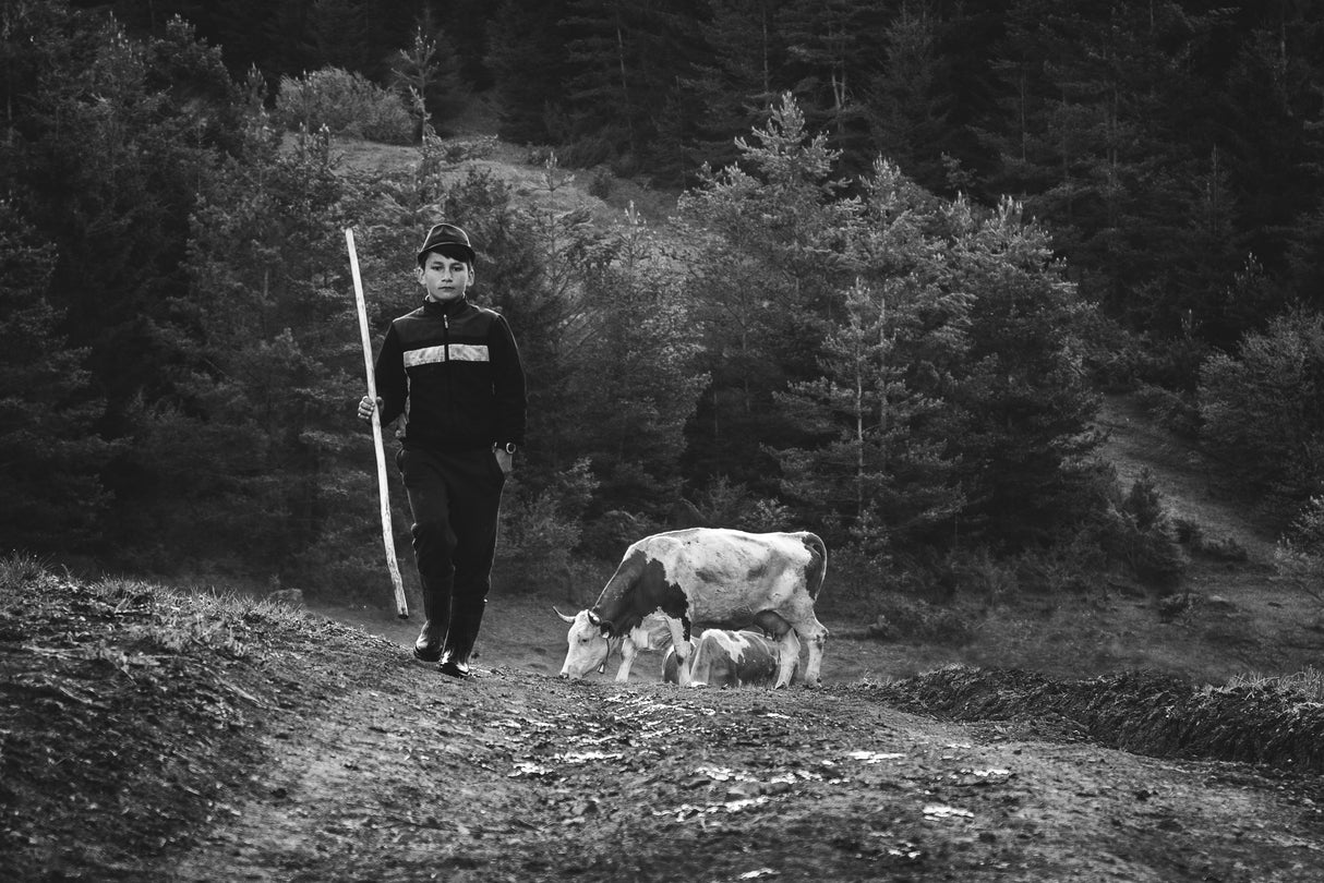 Little shepherd cows - II Poster och Canvastavla