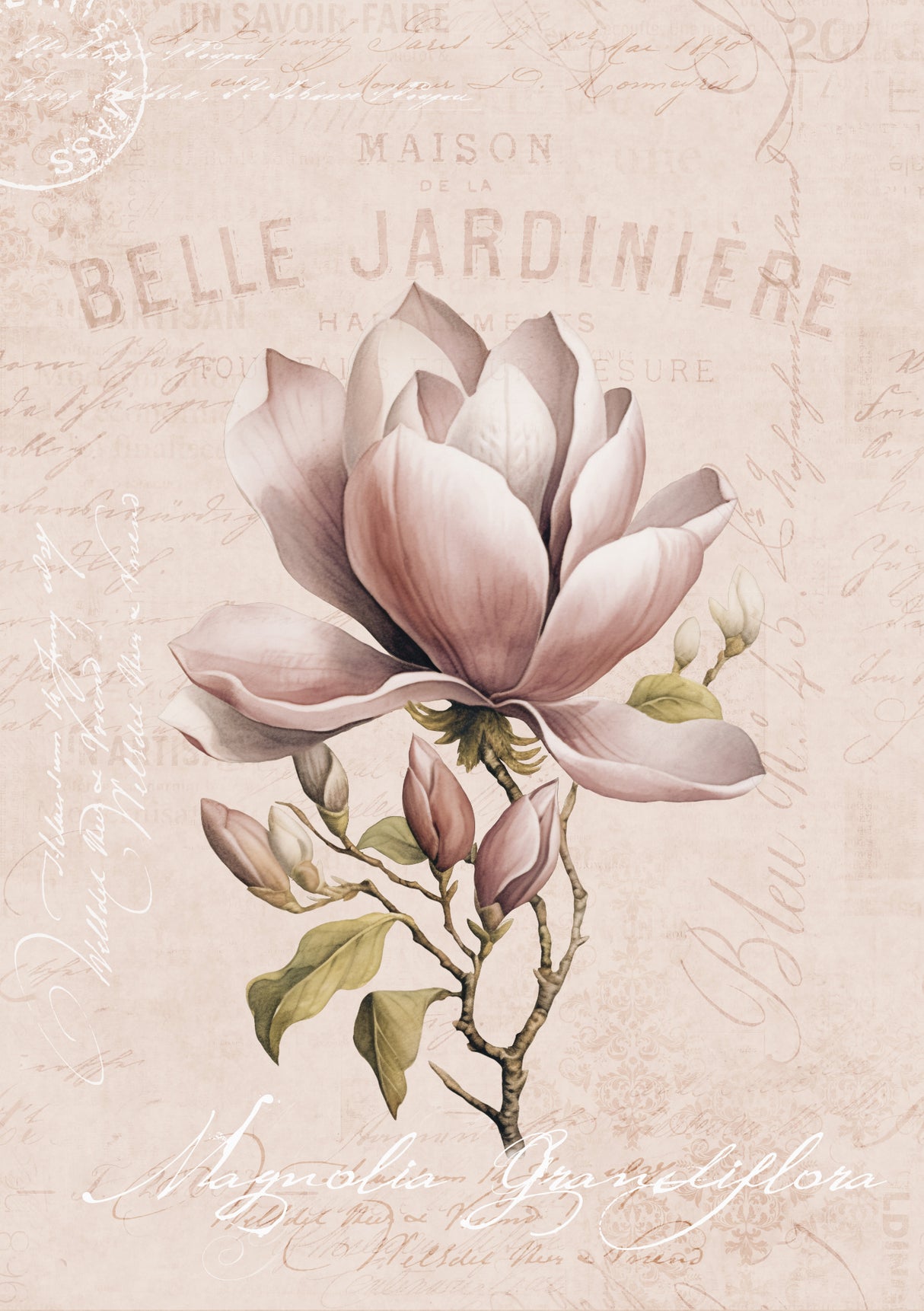 Magnolia Blush No1 Poster och Canvastavla