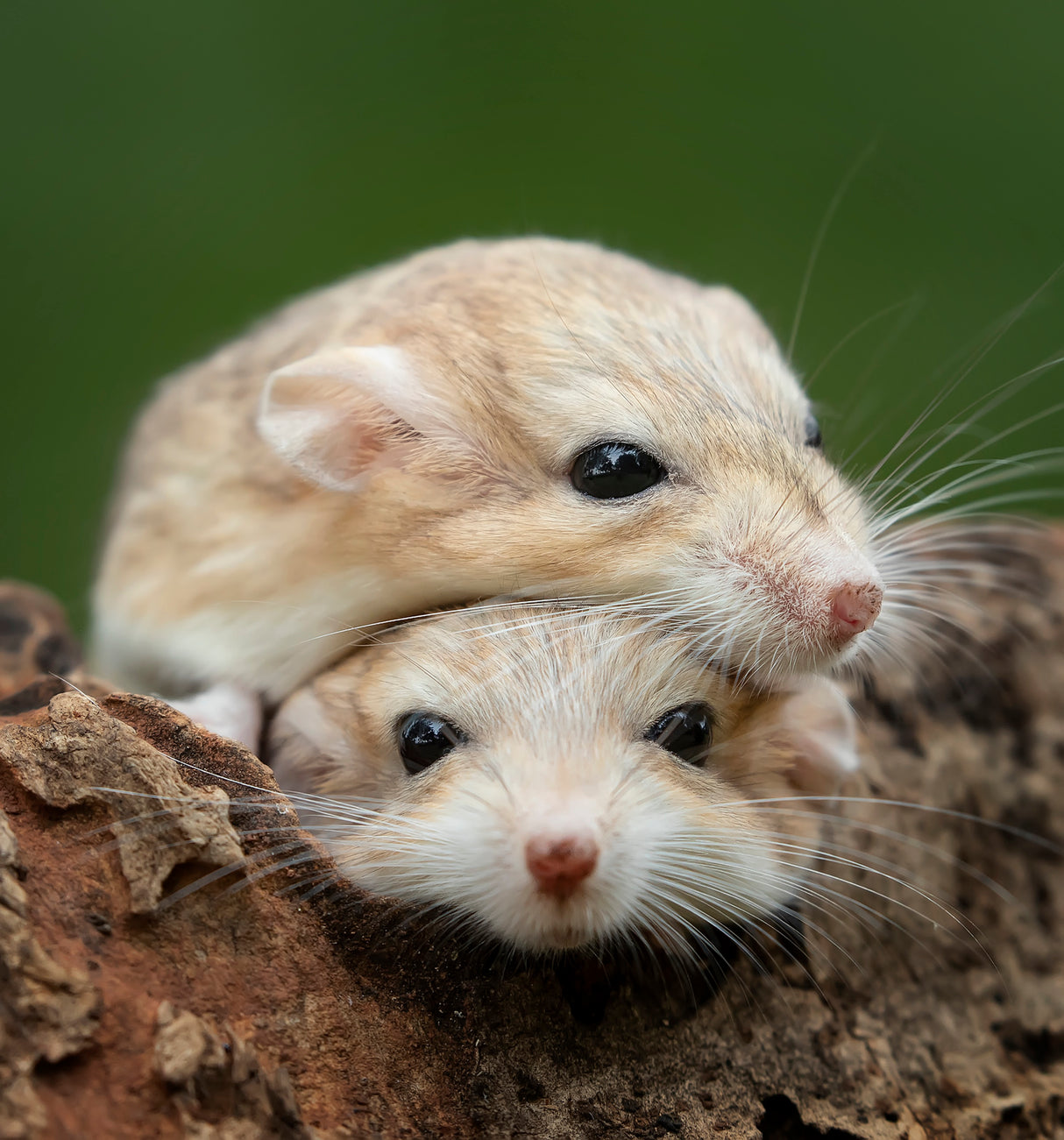 Two Cutie Poster och Canvastavla