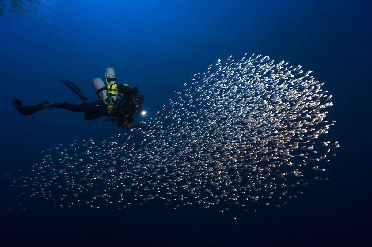 Alvin shoal Poster och Canvastavla