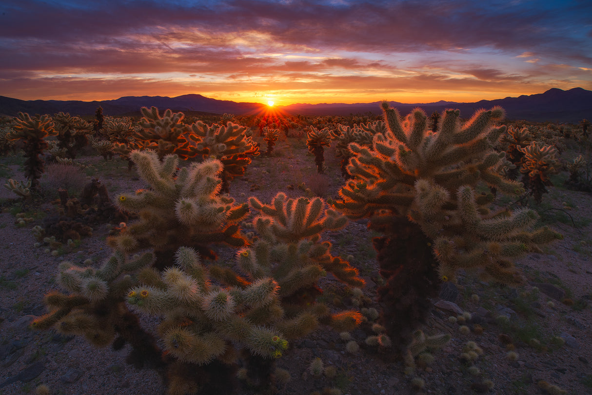 Cholla Garden Poster och Canvastavla