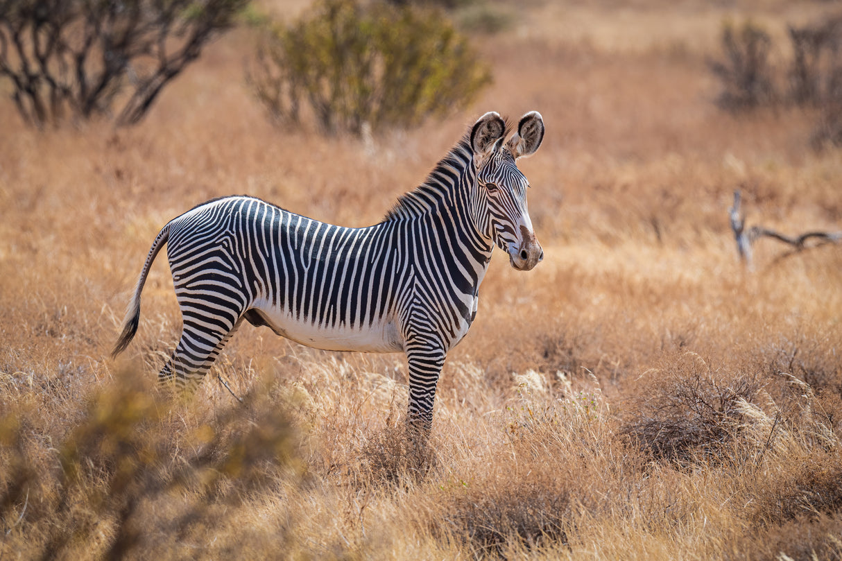 Grevy's Zebra Poster och Canvastavla