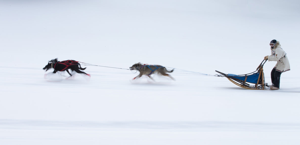 Sled dogs race - 1 Poster och Canvastavla