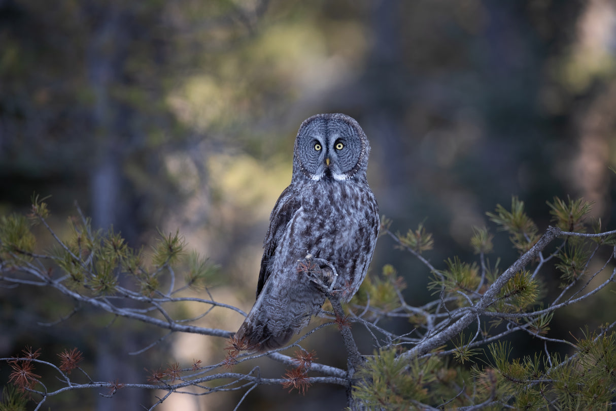 Great Grey Owl Poster och Canvastavla
