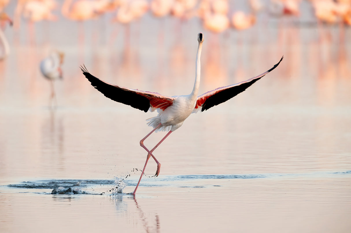 Flamingo dancing Poster och Canvastavla
