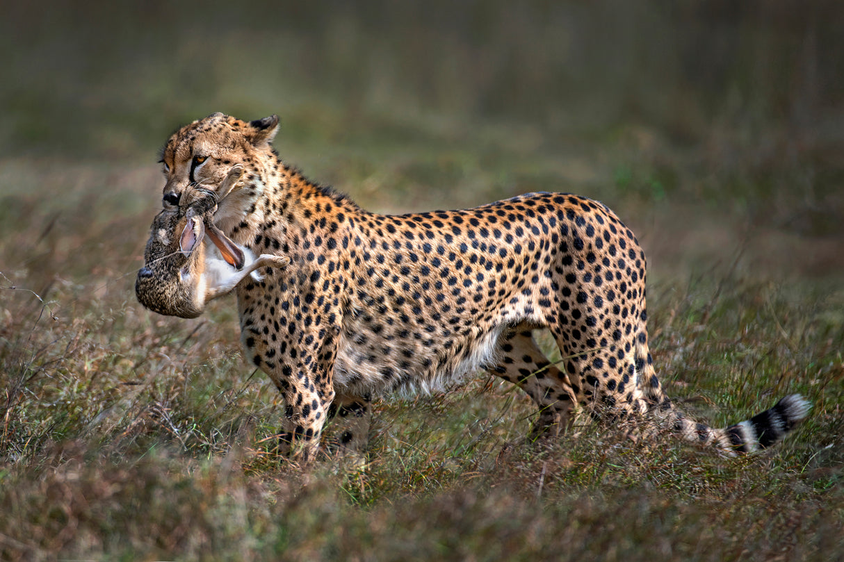 Cheetah with prey Poster och Canvastavla