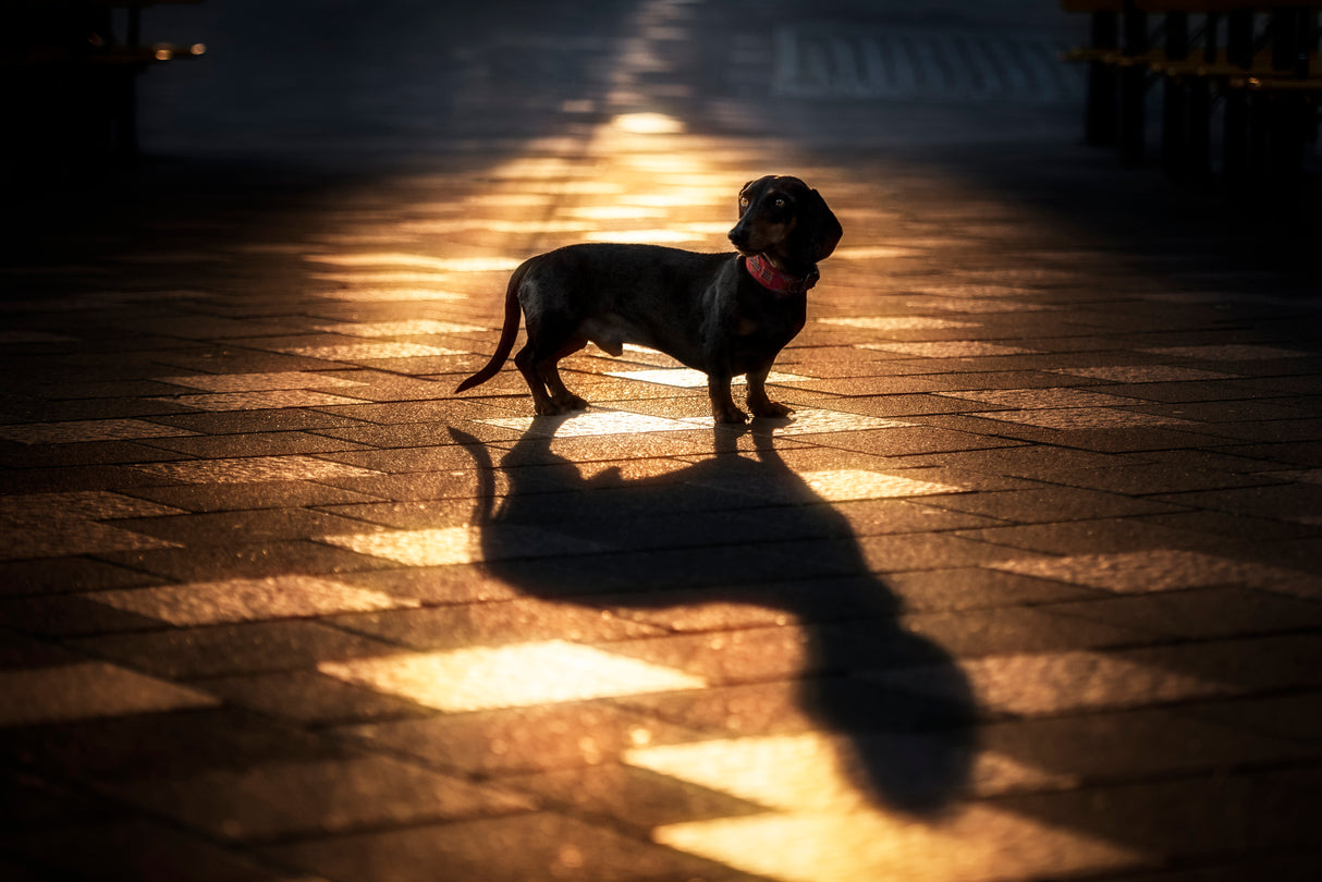 Kluftinger and his Shadow... Poster och Canvastavla