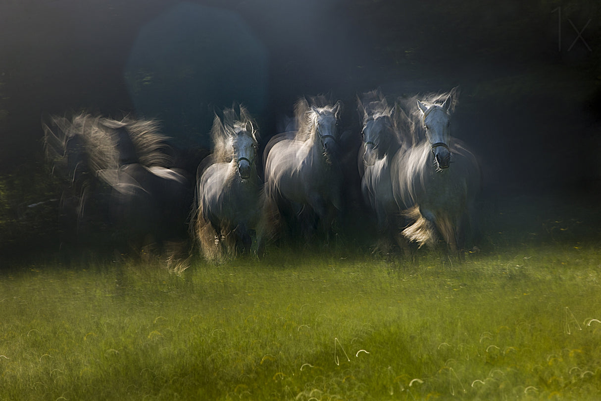 gallop Poster och Canvastavla