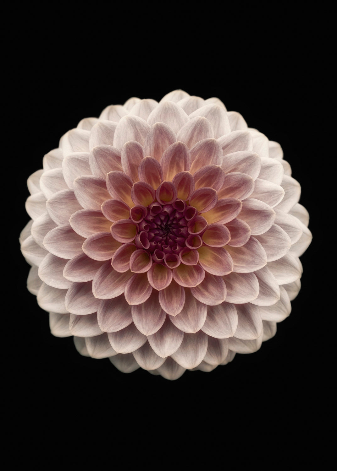 Dahlia Poster och Canvastavla