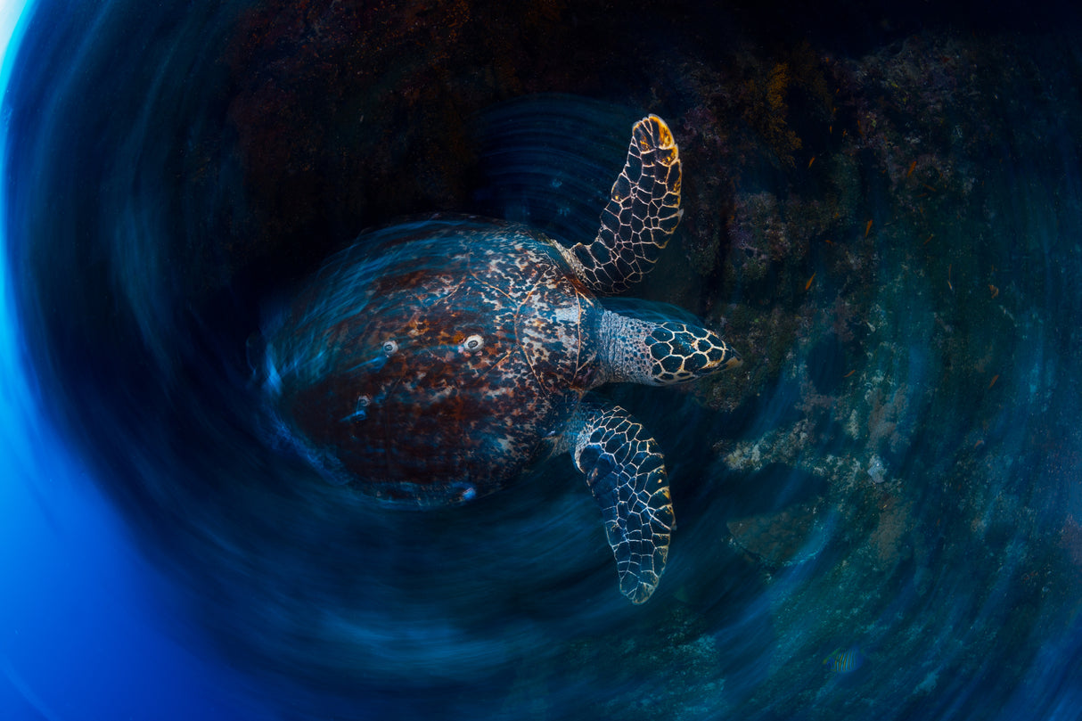 Hawksbill sea turtle Poster och Canvastavla