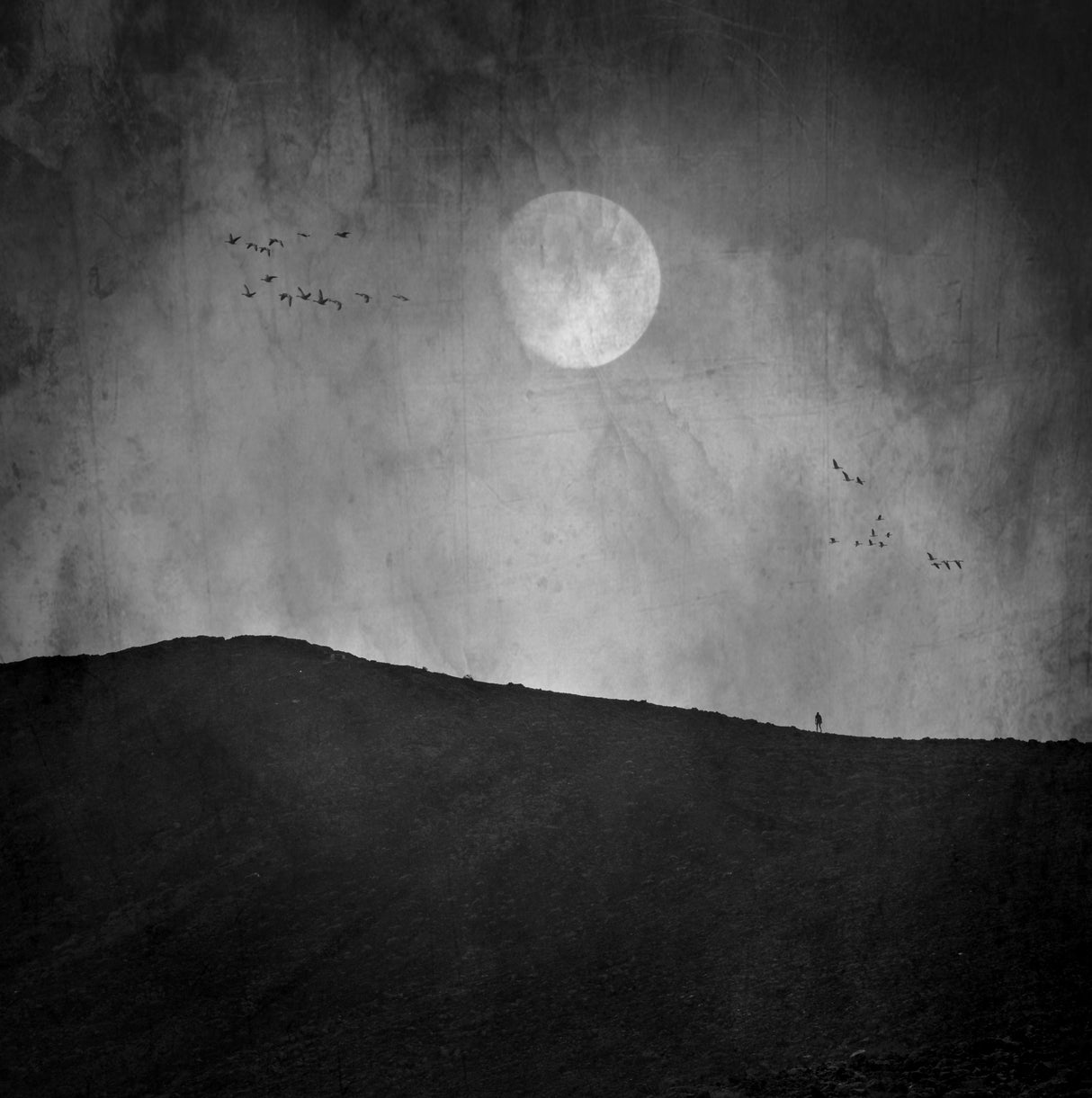 Moon Night Poster och Canvastavla