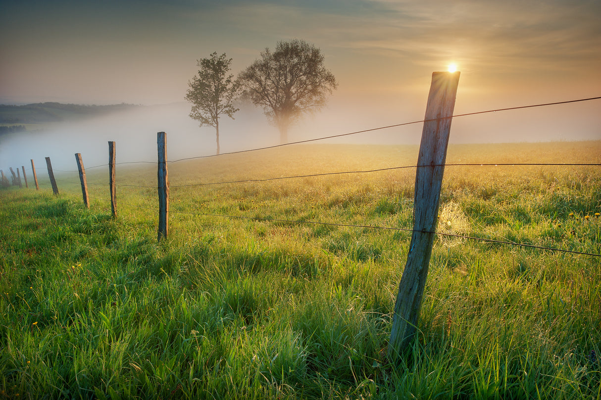 morning sun Poster och Canvastavla