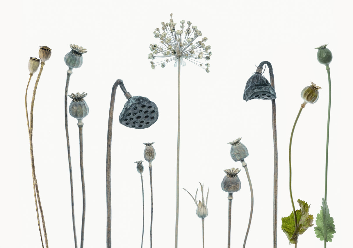 Seed heads Poster och Canvastavla